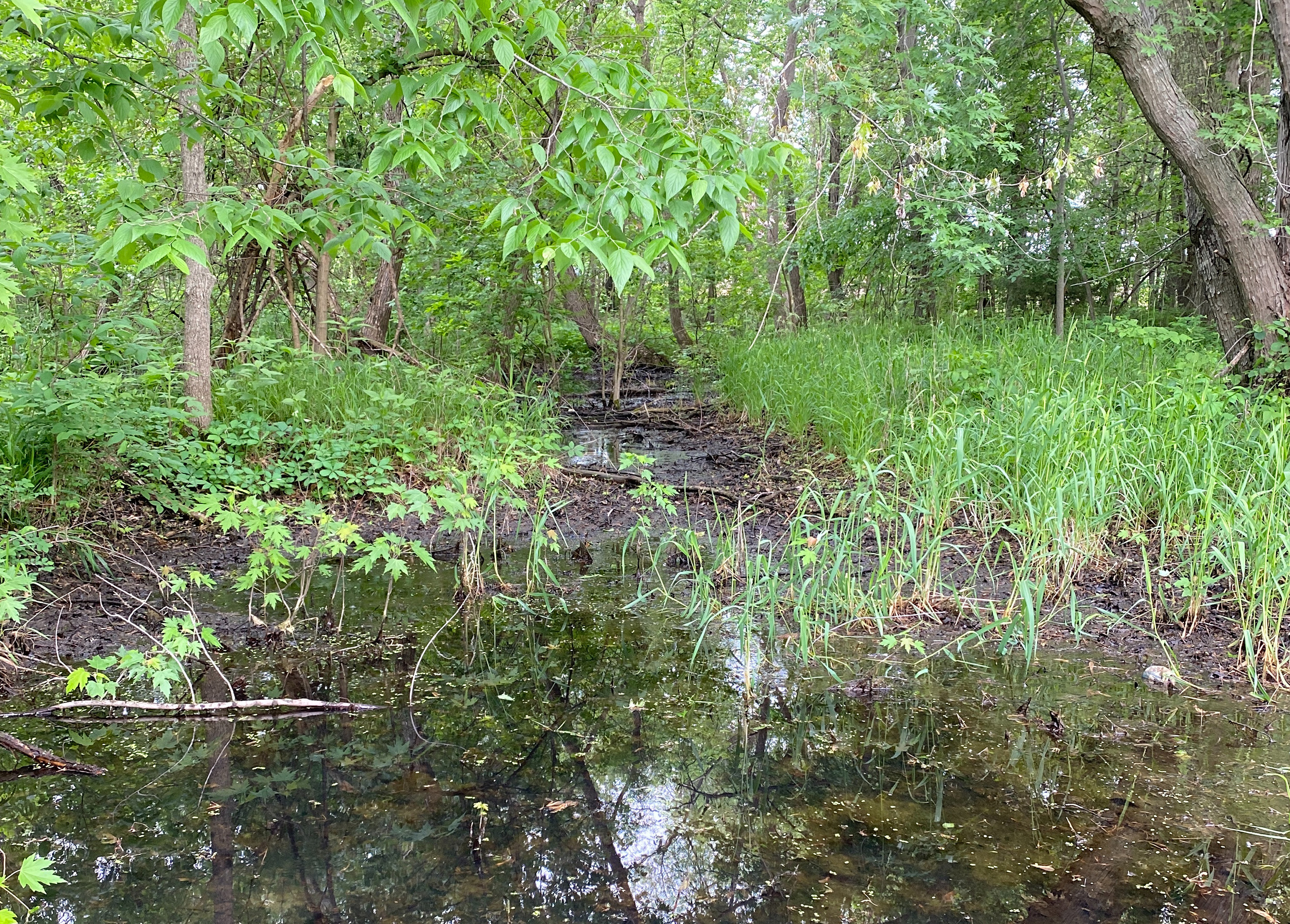 The  data was gathered, analyzed, and synthesized into a comprehensive wetland delineation report.